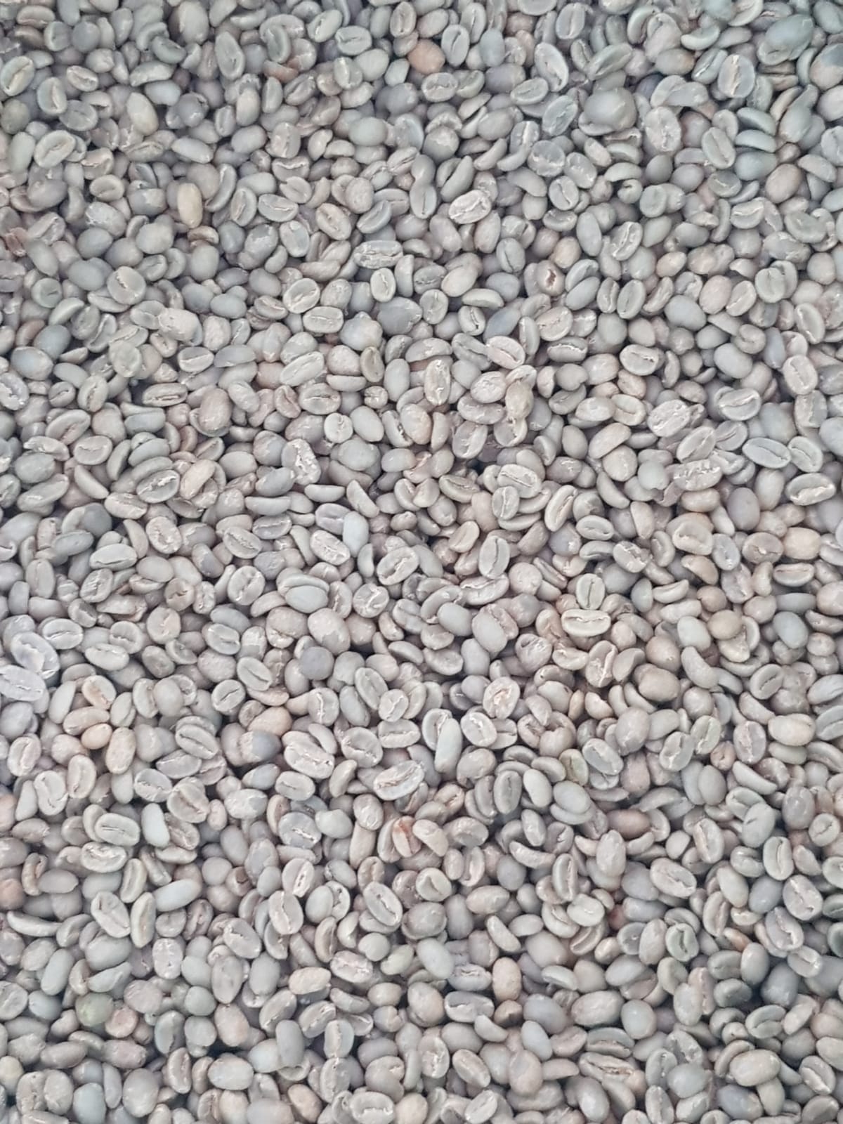 Geisha - Green Coffee